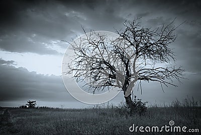 Lonely dead tree. Stock Photo