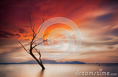 Lonely dead tree Stock Photo