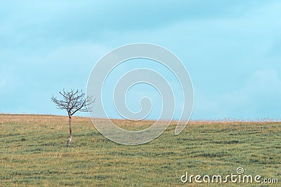 Lonely dead tree with bare branches on Zlatibor hill landscape on overcast summer day Stock Photo