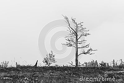 Lonely dead tree Stock Photo