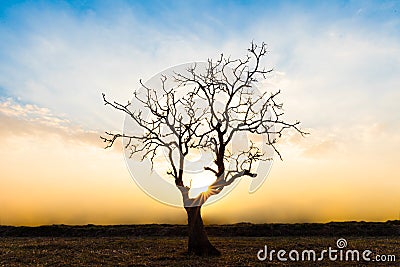 Lonely dead tree during sunset Stock Photo