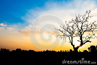 Lonely dead tree during sunset for world earth day concept. Stock Photo