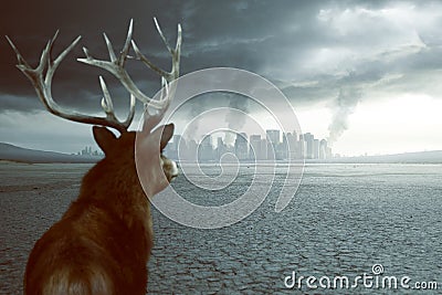 Lonely deer sees destruction Stock Photo