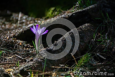 Lonely delicate fragile crocus among dark tree roots Stock Photo