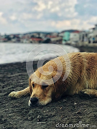 A lonely dog in the beach Stock Photo