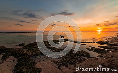 Lonely dog at the beach. Seascape during sunset golden hour. Ocean low tide. Bali tropical island Stock Photo