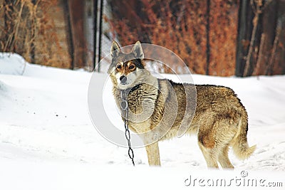 Lonely dog in a collar on a chain in the winter frost. Pets in captivity Stock Photo