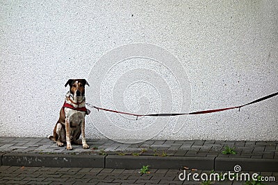 Lonely dog Stock Photo