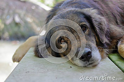 Lonely dog waiting for its ower, shallow depth of field Stock Photo