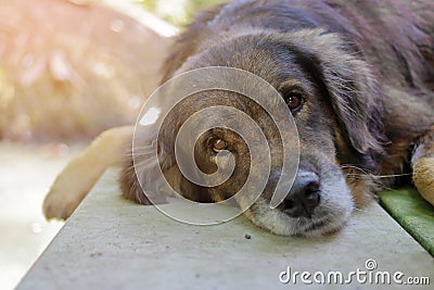 Lonely dog waiting for its ower, shallow depth of field, sunshine effect Stock Photo