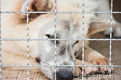 Lonely dog was trapped in cage and waiting for rescued from huma Stock Photo