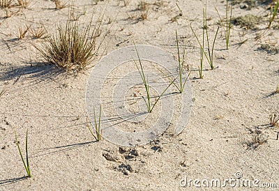 Lonely dry plants against a background of light sand. Dejection and abandonment. Sad mood. Stock Photo