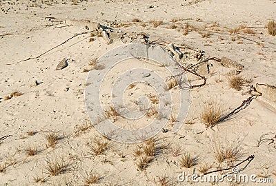 Lonely dry plants against a background of light sand. Dejection and abandonment. Sad mood. Remains of rusty fittings. Stock Photo