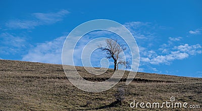 Lonely dry tree with empty leaf branch in middle of arid field in Epirus Greece, winter day, space Stock Photo