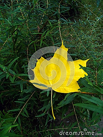 Lonely dry yellow maple leaf on background of greenery shrub. Close-up. Selective focus. Copy space. Stock Photo