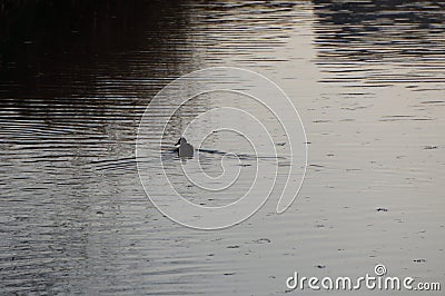 Lonely duck Stock Photo