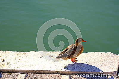 Lonely duck somewhere at coastline Stock Photo