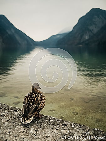 A lonely duck stands on the edge of a natural lake Stock Photo