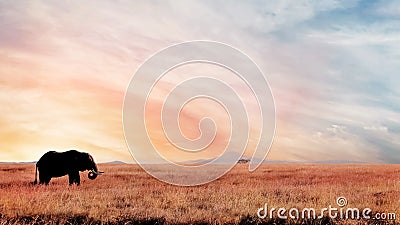 Lonely elephant in the savannah at sunset . African artistic image. National park Serengeti Stock Photo