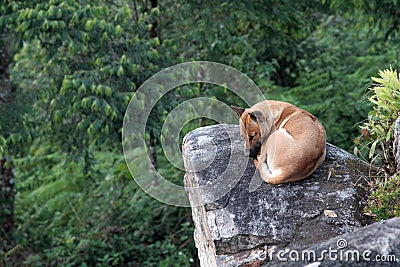 Lonely feel dog Stock Photo