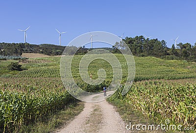 A lonely female pilgrim walking in the countryside of Galicia along the Camino de Santiago, Spain. Editorial Stock Photo