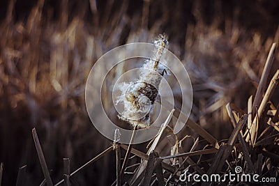 Lonely field grass in the lake in Canada Stock Photo