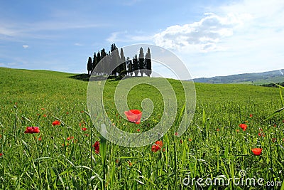 A lonely field poppy standing on a Tuscan field Stock Photo