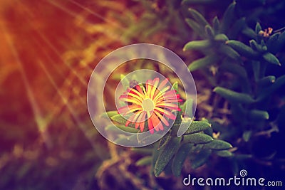 Lonely flower at sunris ,Abstarct hope background Stock Photo