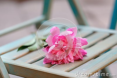 Lonely forgotten flower symbol of a failed meeting Stock Photo