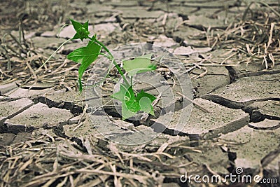 Lonely fresh green plant growing on dried cracked lifeless earth. New life on dry soil. Recovery of barren land after ecological Stock Photo