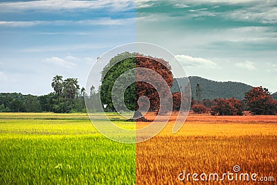 Lonely fresh tree and dry tree on rice field in countryside Stock Photo