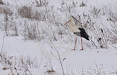 A lonely frozen stork in winter on snow needing help. Stock Photo