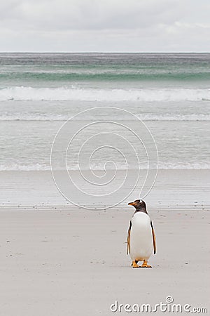 Lonely gentoo penguin Stock Photo