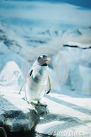 Lonely gentoo penguin on ice rocks close-up. Global Warming in Antarctica concept Stock Photo