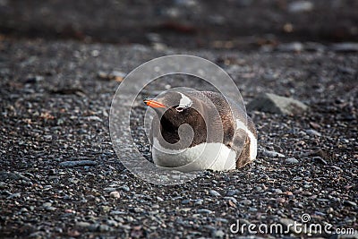 Lonely Gentoo Penguin lying onto the beach, Antarctica Stock Photo