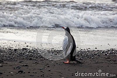 Lonely Gentoo Penguin standing onto the beach against ocean Stock Photo