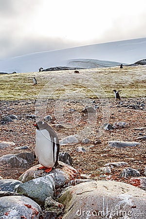 Lonely gentoo penguin standing on stone, Peterman Island, Antarctica Stock Photo