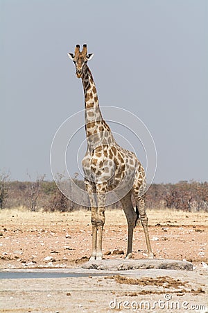 Lonely Giraffe at an artificial waterhole. Stock Photo