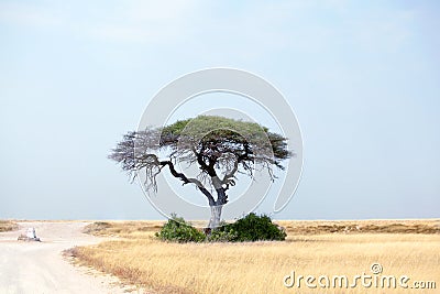 Lonely green acacia tree and empty road on yellow desert field and blue sky background in Etosha National Park, Namibia Stock Photo