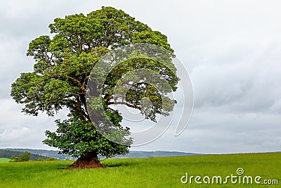 A lonely green oak tree Stock Photo