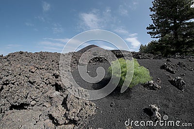 Lonely green plant colonize volcanic ash of cinder cone in Etna Park, Stock Photo