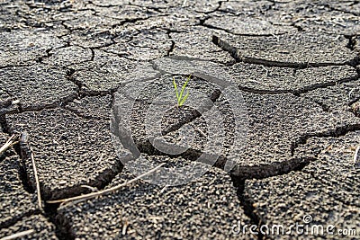 Lonely green sprout on lifeless soil cracked by drought Stock Photo