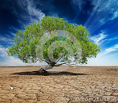 Lonely green tree on cracked earth Stock Photo
