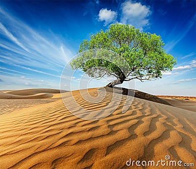 Lonely green tree in desert dunes Stock Photo