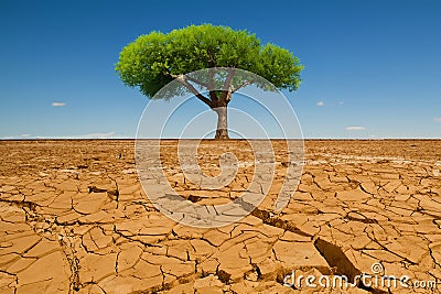Lonely green tree in the desert resiliency concept Stock Photo