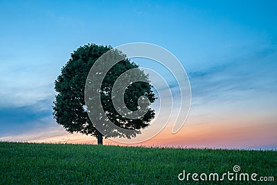 Lonely Green Tree on Grass at Sunset - Horizontal Stock Photo