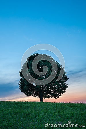 Lonely Green Tree on Grass at Sunset - Vertical Stock Photo