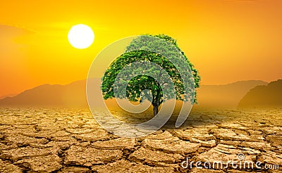 Lonely green tree in the midst of drought Stock Photo