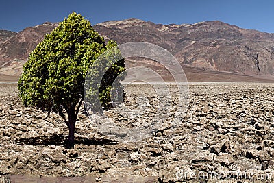Lonely Green Tree rocky desert Stock Photo