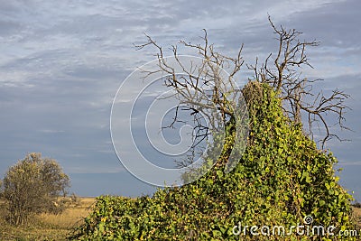 A lonely green tree in the southern steppe, grassland by Black sea, Kinburn Foreland, near Ochakiv, Ukraine Stock Photo